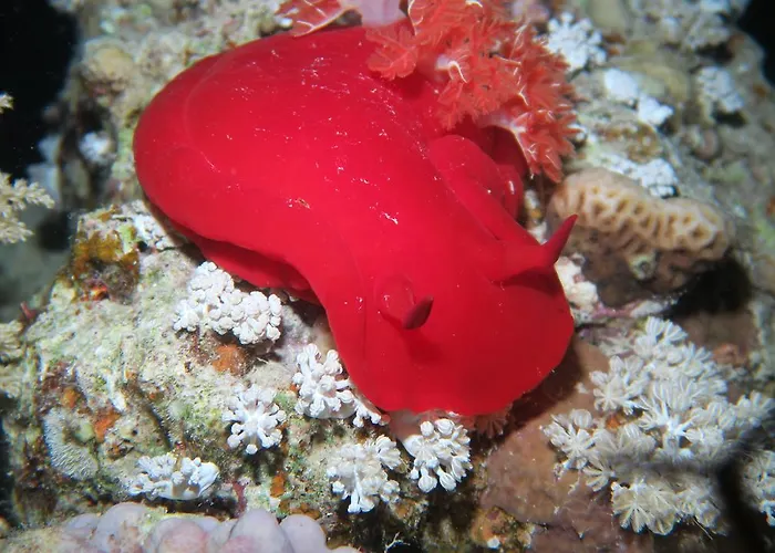 Coral Sun (adults Only)